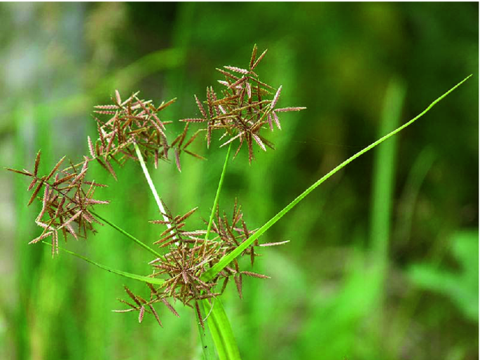 Phytotherapeutic relevance of Musta (Cyperus rotundus) in psoriasis management